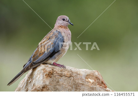 Laughing Dove in Kruger National park, South Africa Laughing Dove in Kruger National park, South Africa 116455571
