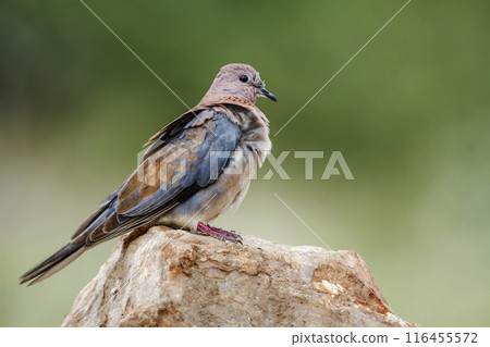 Laughing Dove in Kruger National park, South Africa 116455572