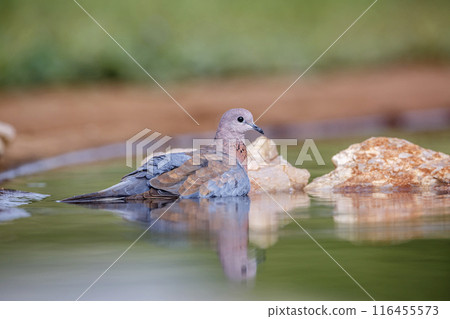 Laughing Dove in Kruger National park, South Africa 116455573
