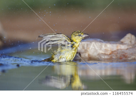 Lesser Masked Weaver in Kruger National park, South Africa 116455574