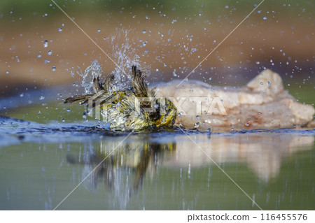 Lesser Masked Weaver in Kruger National park, South Africa 116455576
