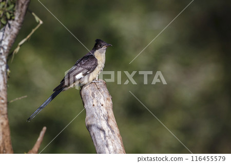 Pied Cuckoo in Kruger National park, South Africa Pied Cuckoo in Kruger National park, South Africa 116455579