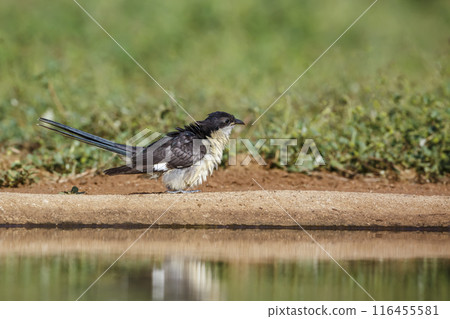 Pied Cuckoo in Kruger National park, South Africa Pied Cuckoo in Kruger National park, South Africa 116455581