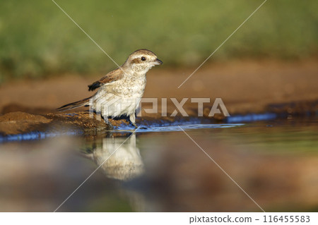 Red-backed Shrike in Kruger National park, South Africa Red-backed Shrike in Kruger National park, South Africa 116455583
