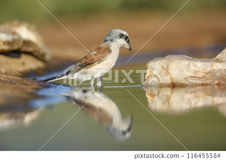 Red-backed Shrike in Kruger National park, South Africa Red-backed Shrike in Kruger National park, South Africa 116455584