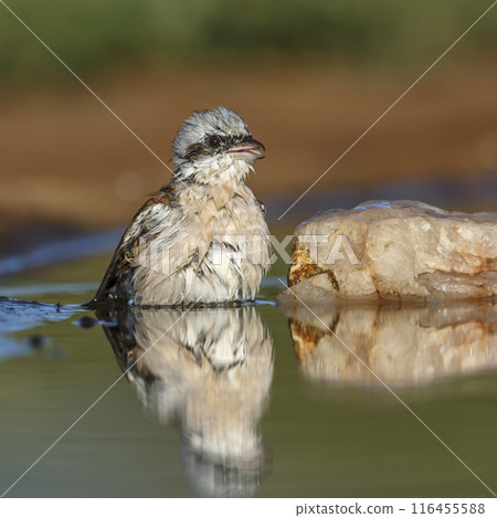 Red-backed Shrike in Kruger National park, South Africa 116455588