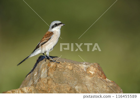 Red-backed Shrike in Kruger National park, South Africa Red-backed Shrike in Kruger National park, South Africa 116455589