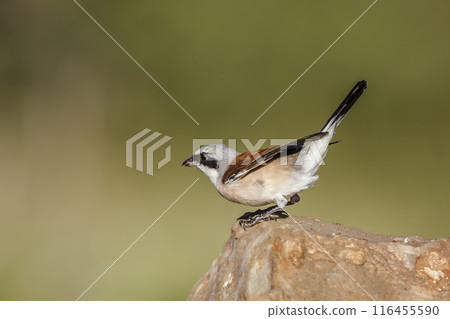 Red-backed Shrike in Kruger National park, South Africa 116455590