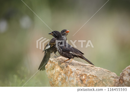Red billed Buffalo Weaver in Kruger National park, South Africa 116455593