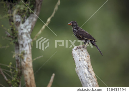 Red billed Buffalo Weaver in Kruger National park, South Africa 116455594
