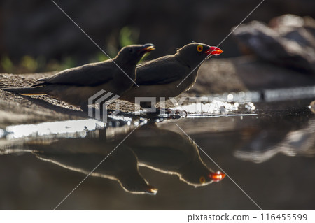 Red billed Oxpecker in Kruger National park, South Africa Red billed Oxpecker in Kruger National park, South Africa 116455599