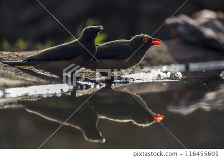 Red billed Oxpecker in Kruger National park, South Africa 116455601