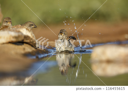 Southern Grey headed Sparrow in Kruger National park, South Africa 116455615