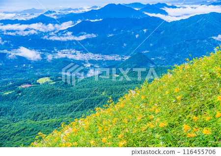 [Tochigi Prefecture] Kirifuri Plateau after the rain. Day lilies on the slope and the cityscape of Nikko in the background. 116455706