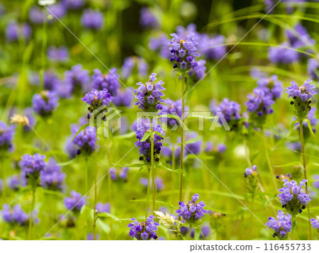 Kagosou flower 116455733