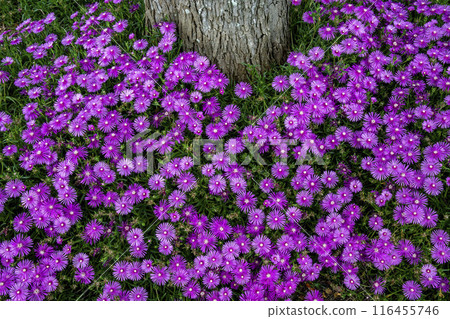 A cluster of daisy flowers blooming around a tree A cluster of daisy flowers blooming around a tree 116455746