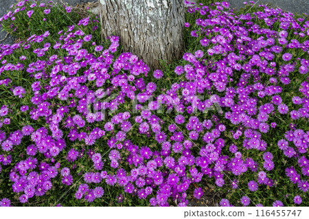 雙魚座雛菊花在樹周圍密集綻放 116455747