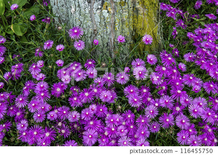 A cluster of daisy flowers blooming around a tree A cluster of daisy flowers blooming around a tree 116455750