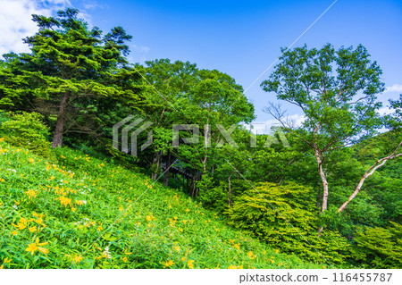 [Tochigi Prefecture] Day lilies near Komaruyama Observatory in Nikko and Kirifuri Highlands after the rain 116455787