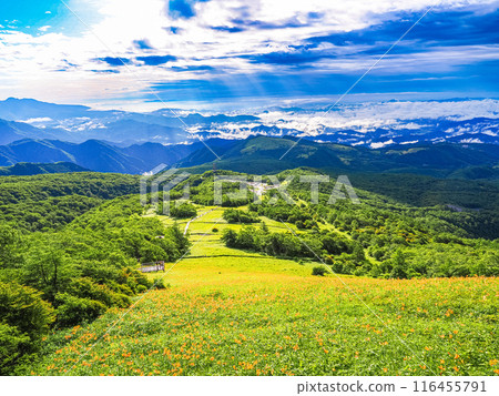 [Tochigi Prefecture] Day lilies near Komaruyama Observatory in Nikko and Kirifuri Highlands after the rain 116455791