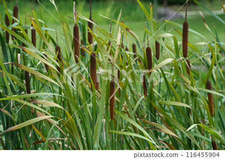 Cattail ears, cattail colony Cattail ears, cattail colony 116455904