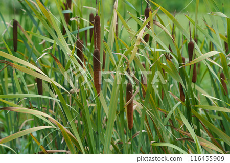 Cattail ears, cattail colony Cattail ears, cattail colony 116455909