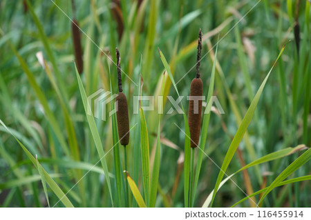 香蒲耳,香蒲群落 香蒲耳,香蒲群落 116455914