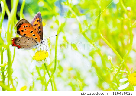 美麗的大豆蝴蝶在戶外伸出吸管，在德國洋甘菊花上吸吮花蜜 116456023