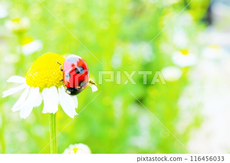 一隻鮮紅的瓢蟲倒立在洋甘菊花上 116456033