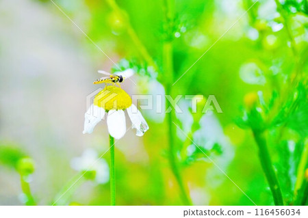 一隻可愛的小傳粉者棲息在帶有水滴的洋甘菊花上。 116456034