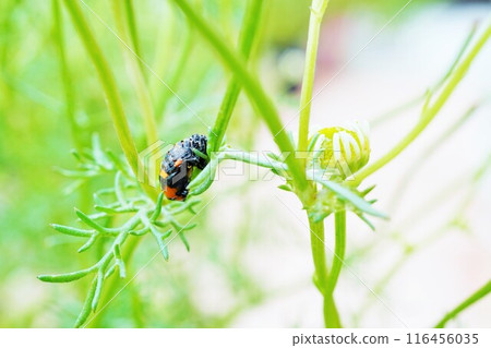 瓢蟲在戶外洋甘菊莖上化蛹 116456035