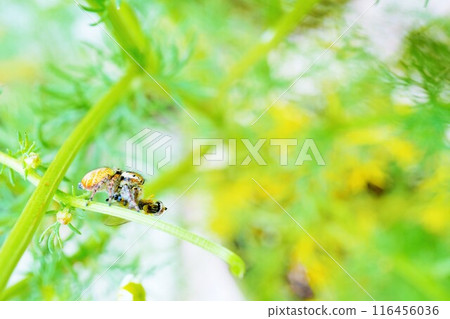 一隻跳蛛捕食洋甘菊葉莖上的食蚜蠅。 116456036