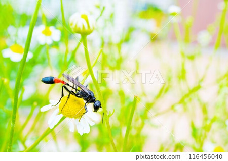 A black, slender wasp resting on a German chamomile flower outdoors A black, slender wasp resting on a German chamomile flower outdoors 116456040