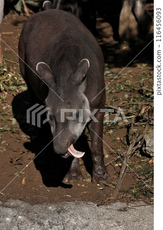 伸出舌頭的美洲貘 116456093