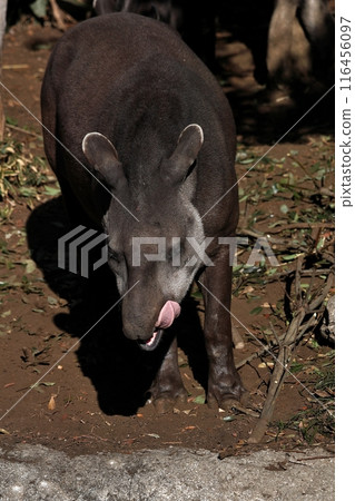 American Tapir Licking His Lips 116456097