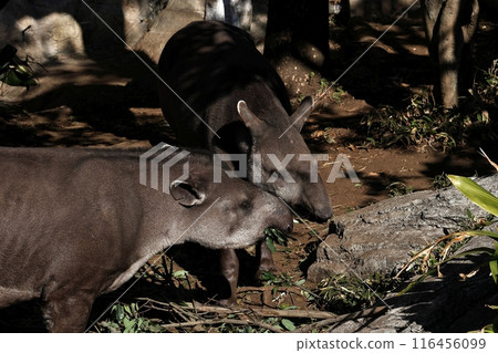 A pair of American tapirs eating tree branches 116456099