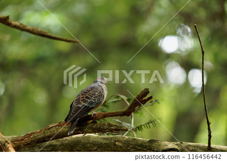 斑鳩棲息在樹上 斑鳩棲息在樹上 116456442
