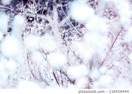 蓬鬆的雪花覆蓋的梅林,充滿日本風情,帶來從冬天到春天的期待的自然景觀藝術。 蓬鬆的雪花覆蓋的梅林,充滿日本風情,帶來從冬天到春天的期待的自然景觀藝術。 116456444