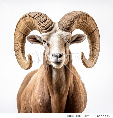 Portrait of a Bighorn Ram With Large Curled Horns Isolated on White Background 116456550