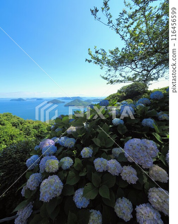 紫雲山紫陽花2024【香川縣三豐市】 116456599