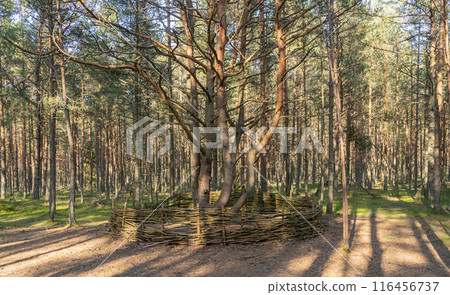 Dancing forest on the Curonian Spit. Kaliningrad region Dancing forest on the Curonian Spit. Kaliningrad region 116456737
