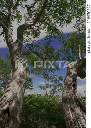 Fresh greenery in the Hakuba Happoone forest zone 116456867