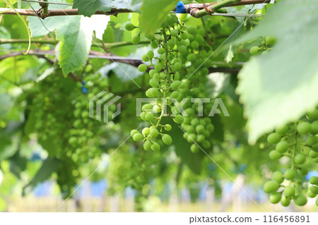 葡萄架 葡萄架 116456891