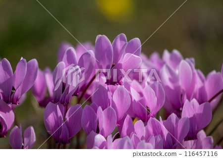 Blooming wild cyclamen in the forest. Autumn in Greece. 116457116
