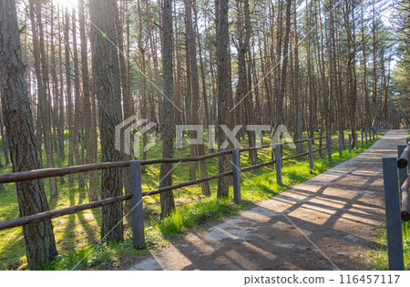Dancing forest on the Curonian Spit. Ecological trail. Kaliningrad region 116457117