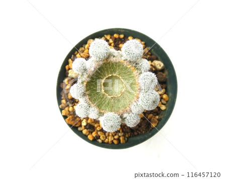 仙人掌身體切割後 116457120