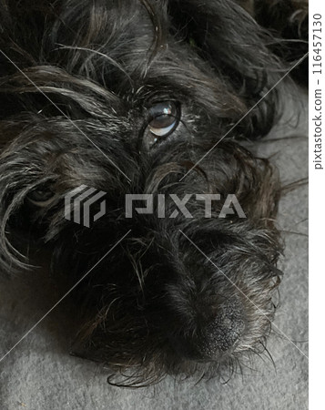 Black terrier dog relaxing with soulful eyes Black terrier dog relaxing with soulful eyes 116457130