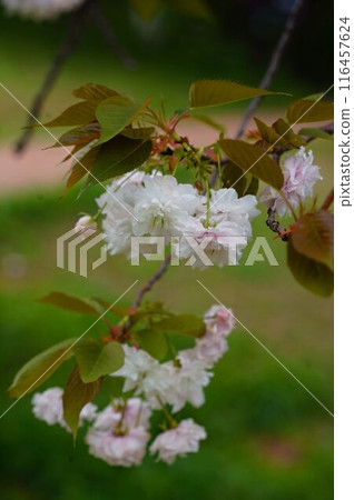 Spring Blossoms 116457624