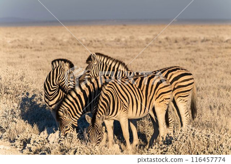 Grazing Zebras in the Savanna 116457774