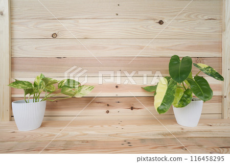 Philodendron Burlemarxii and pothos plants on wooden table with wooden background 116458295